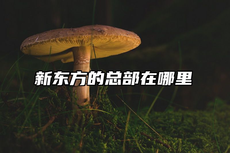 新东方的总部在哪里