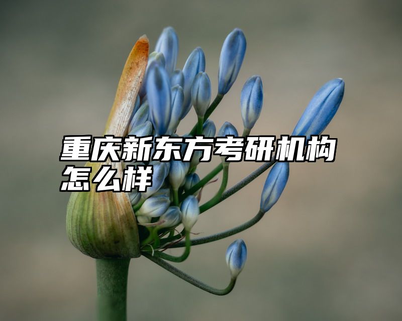 重庆新东方考研机构怎么样