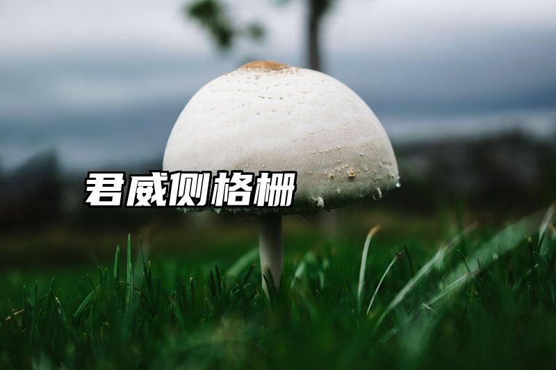 君威侧格栅