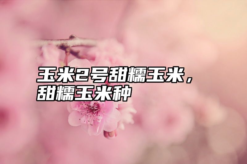 玉米2号甜糯玉米，甜糯玉米种