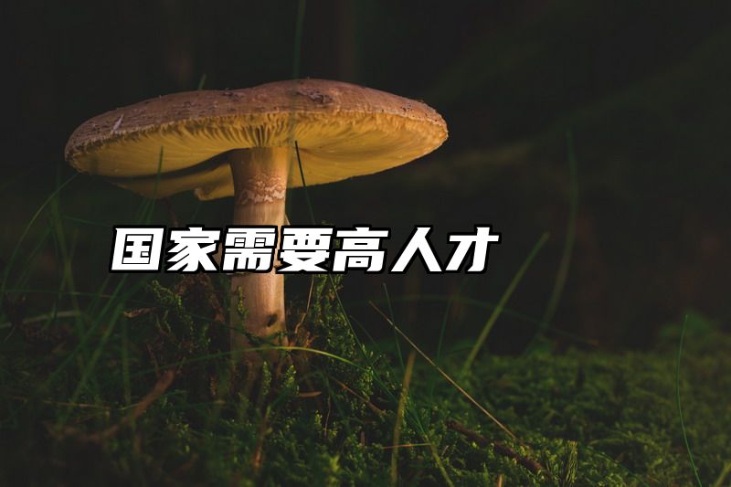 国家需要高人才