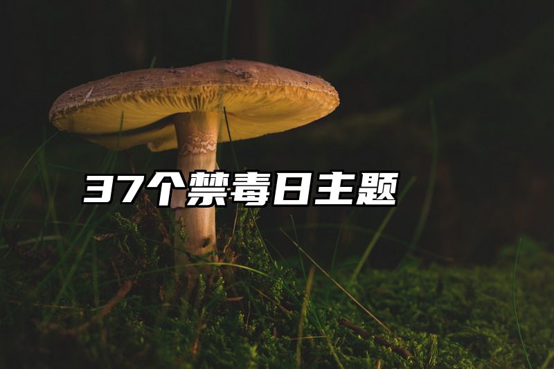 37个禁毒日主题