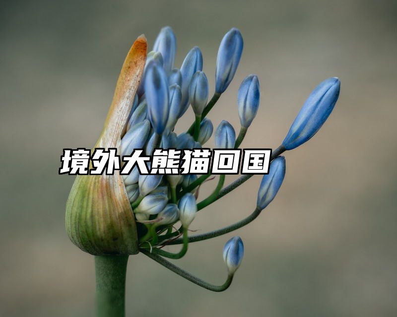 境外大熊猫回国