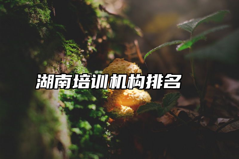 湖南培训机构排名