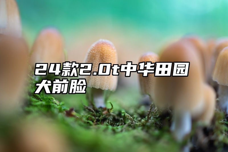 24款2.0t中华田园犬前脸