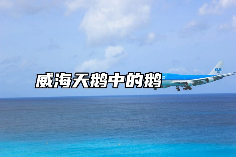 威海天鹅中的鹅